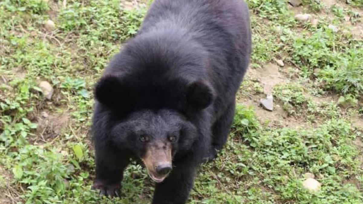 चिरमिरी के वेस्ट माइंस में भालुओं का हमला, कर्मचारी गंभीर रूप से घायल, इलाके में दहशत