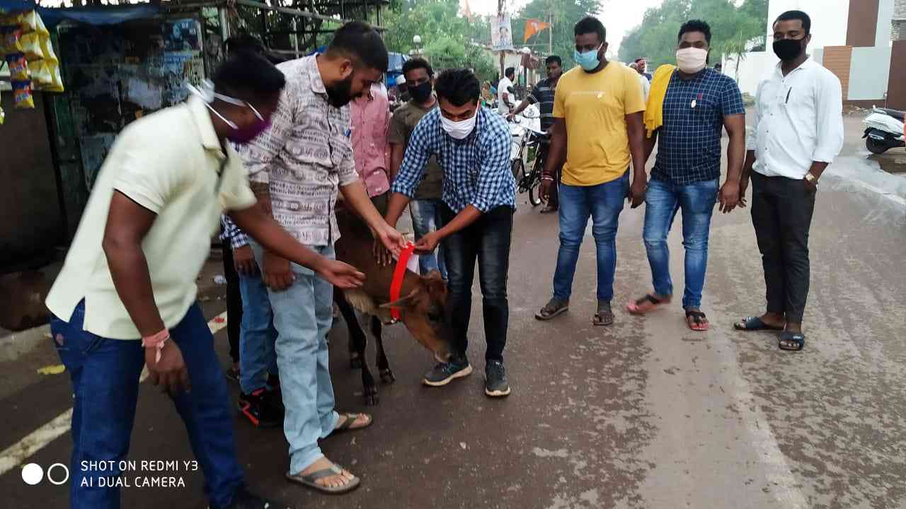 सड़क दुर्घटना मैं कमी और गायों की सुरक्षा के लिए युवक कांग्रेस के लोगों ने उठाया जिम्मा, गायों को पहनाया रेडियम नुमा पट्टा। 