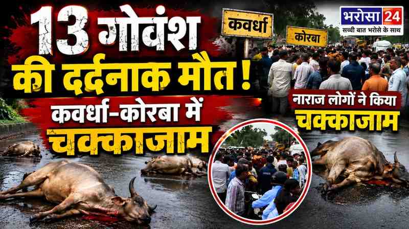 छत्तीसगढ़ में सड़क हादसों में 13 गोवंश की मौत: कवर्धा-कोरबा में अज्ञात वाहनों ने रौंदा, चक्काजाम से मचा हड़कंप