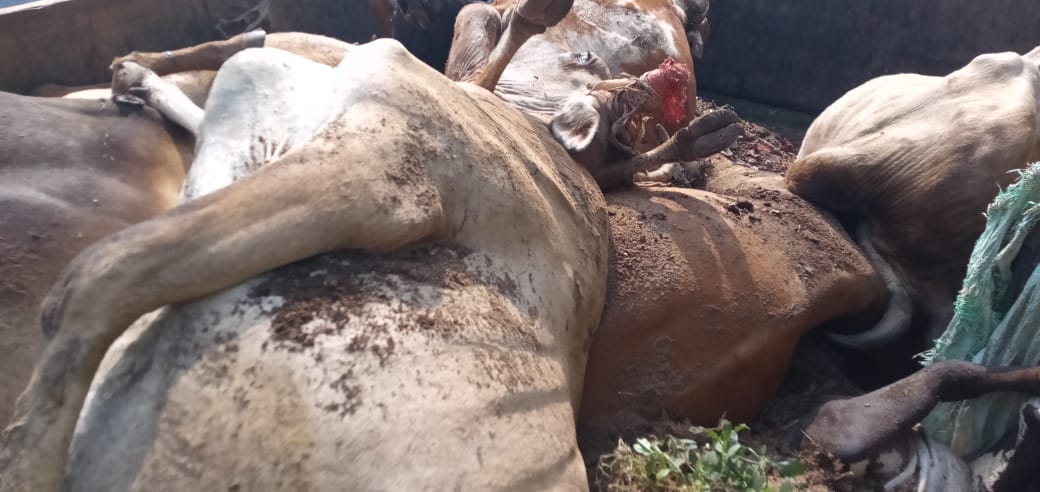 भिलाई के रिसाली में 14 गायों की मौत, कार्यक्रम के बाद खुले में पड़े भोजन खाने से हुई मौत ,