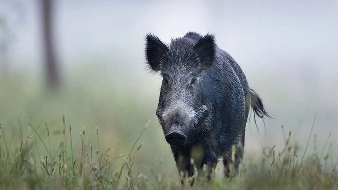 भिलाई में जंगली सुअर का हमला: महिला गंभीर रूप से घायल, रायपुर रिफर