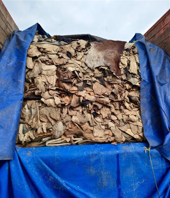 CG BREAKING : पुलिस ने गाय की खाल से भरा ट्रक पकड़ा