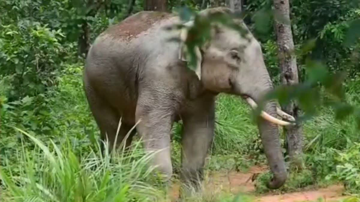 कोरबा में दर्दनाक हादसा: धान उपार्जन केंद्र के मंडी प्रभारी को हाथी ने कुचला, पत्नी व कर्मचारियों ने भागकर बचाई जान