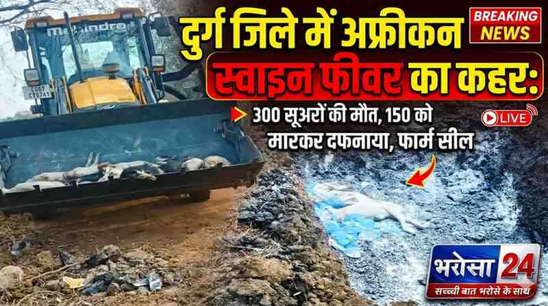 दुर्ग में अफ्रीकन स्वाइन फीवर का प्रकोप: 300 सूअरों की मौत, 150 को मारकर दफनाया, फार्म सील