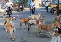 भिलाई टाउनशिप में आवारा कुत्तों का आतंक