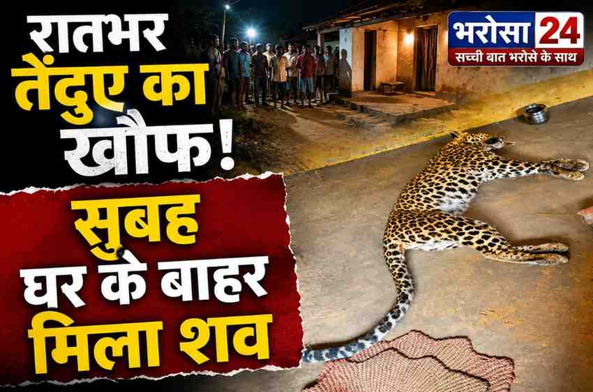रातभर तेंदुए का खौफ, सुबह बरामदे में मिला शव: 2 ग्रामीणों पर हमला करने वाली मादा तेंदुआ की रहस्यमयी मौत, वन विभाग जांच में जुटा