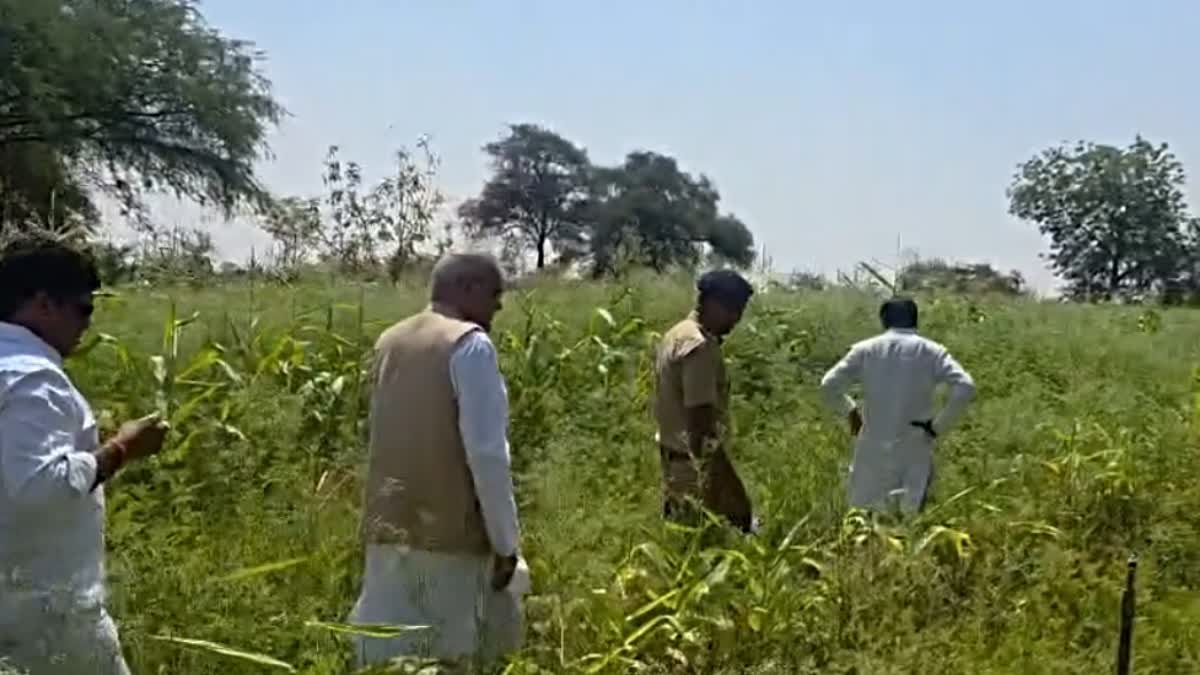 दुर्ग में मक्के की फसल के बीच अवैध अफीम की खेती का खुलासा, बीजेपी नेता विनायक ताम्रकर सस्पेंड; भूपेश बघेल बोले – एजुकेशन हब अब नशे का हब
