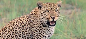 धमतरी में 6 साल के बच्चे को तेंदुए ने मार डाला, जानिए पूरा मामला 
