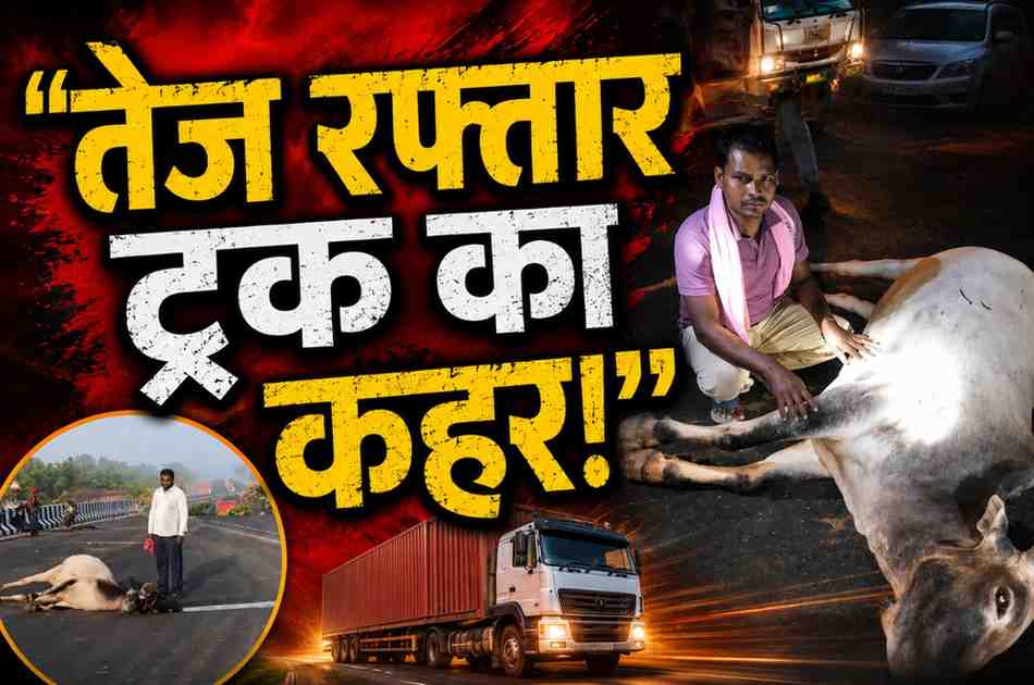 रायगढ़ में तेज रफ्तार ट्रक ने 7 मवेशियों को कुचला: 5 बैलों की मौत, 2 गंभीर घायल; भारतमाला सड़क पर हादसे के बाद ड्राइवर फरार