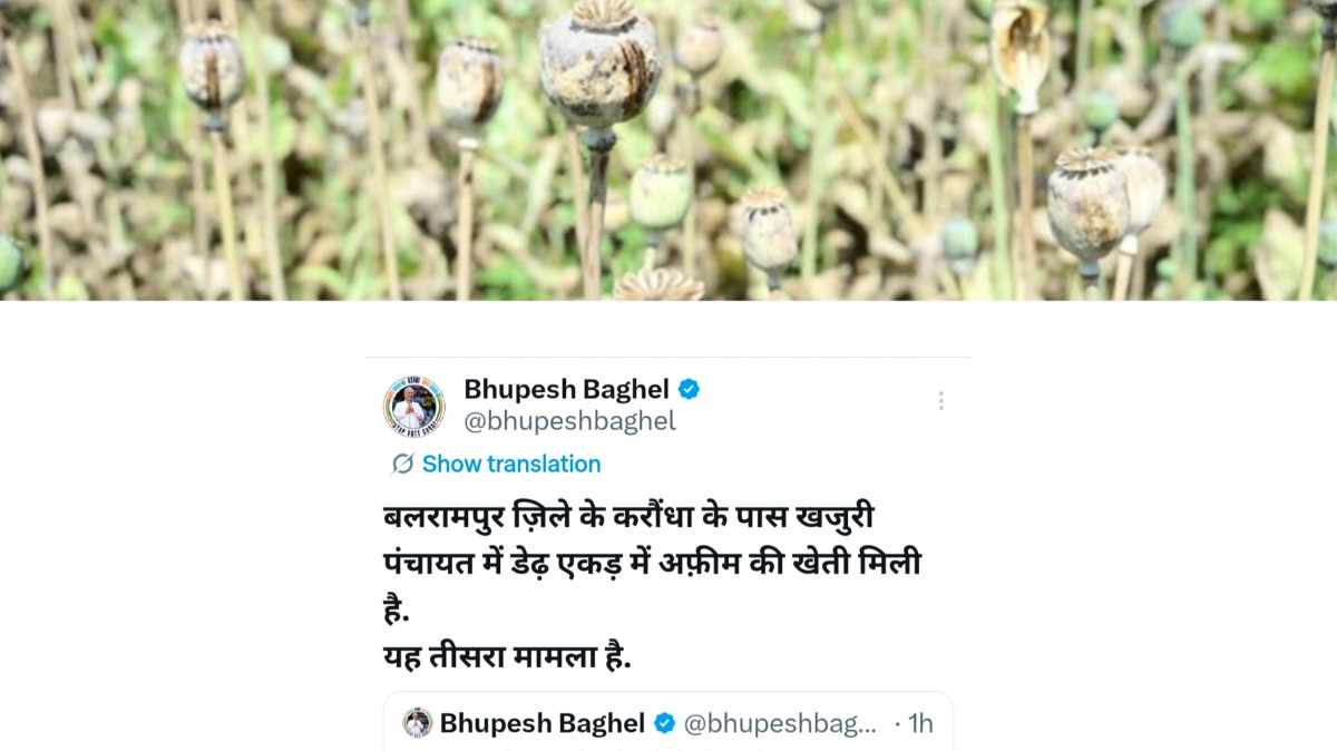 बलरामपुर में डेढ़ एकड़ में अफ़ीम की खेती, पूर्व मुख्यमंत्री भूपेश बघेल ने X पर उठाए सवाल