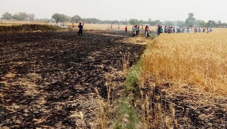 पूर्व मंत्री के खेत से धान की खड़ी फसल चोरी